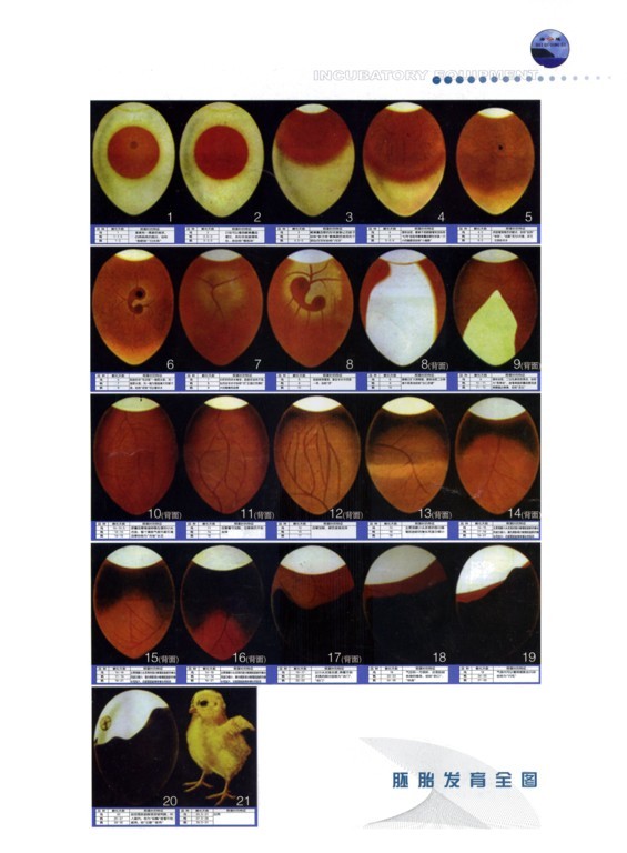 小鸡孵化照蛋图1-19天