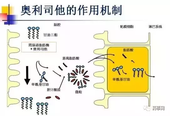 减肥药排行榜前10名，什么牌子减肥药国家认可效果最好