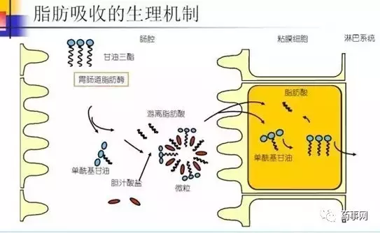 减肥药排行榜前10名，什么牌子减肥药国家认可效果最好