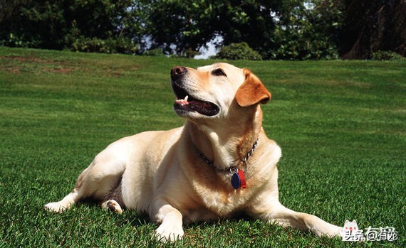 英国激飞猎犬(激飞猎犬有哪些)