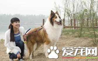 苏格兰牧羊犬吃什么的简单介绍