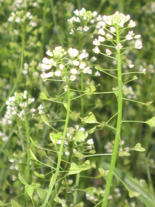 农村常见的“荠菜”是一种什么样的植物