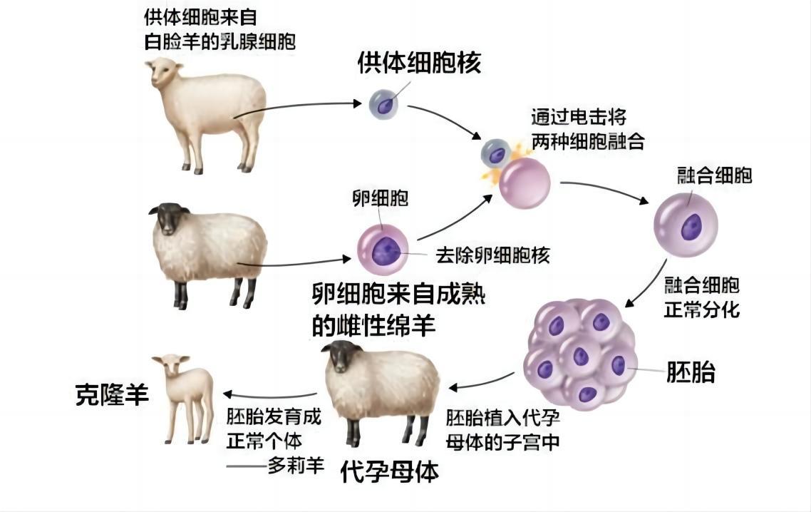 为什么现在很少提到克隆？从多莉的一生中看到答案太可怜了