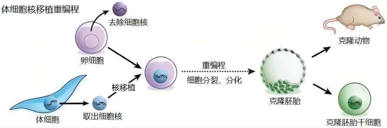 为什么现在很少提到克隆？从多莉的一生中看到答案太可怜了