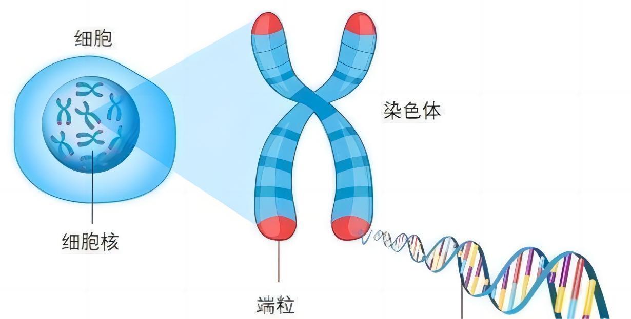 为什么现在很少提到克隆？从多莉的一生中看到答案太可怜了