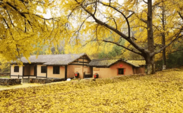 中国千年银杏谷景区