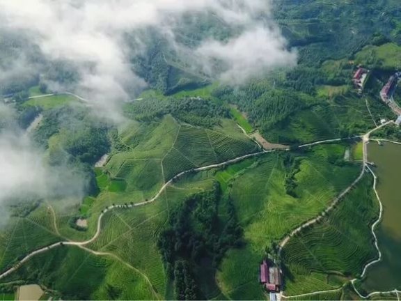 云峰山万亩茶园风景区